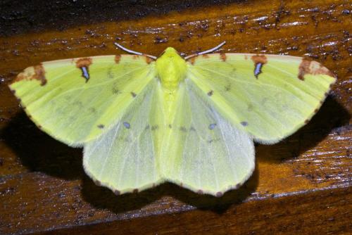Réf. 335 171 : Opisthograptis luteolata